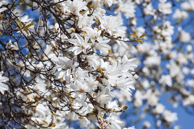 Arbre de magnolia en fleurs