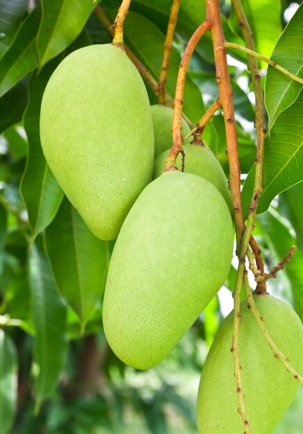 Arbre à mangue