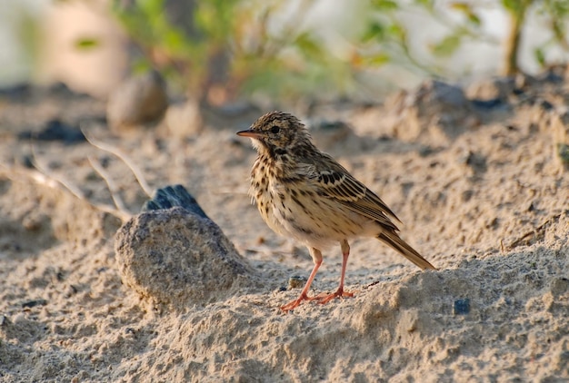 Un arbre marbré Anthus trivialis pipit est assis sur le sable un matin d'été