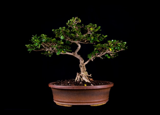 Un arbre miniature bonsaï japonais traditionnel dans un pot isolé sur fond noir