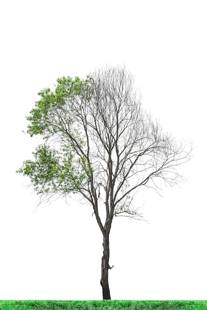 Photo arbre à moitié mort isolé sur fond blanc avec chemin de coupe