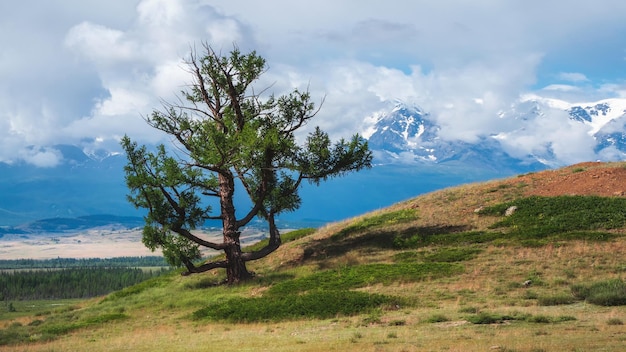 Arbre de montagne dans des vents violents Bizarre vieux cèdre solitaire sur fond de montagnes enneigées Paysage vert atmosphérique avec arbre dans les montagnes Vue panoramique