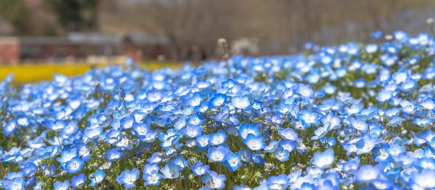 Arbre de montagne et Nemophila bébé yeux bleus champ de fleurs tapis de fleurs bleues