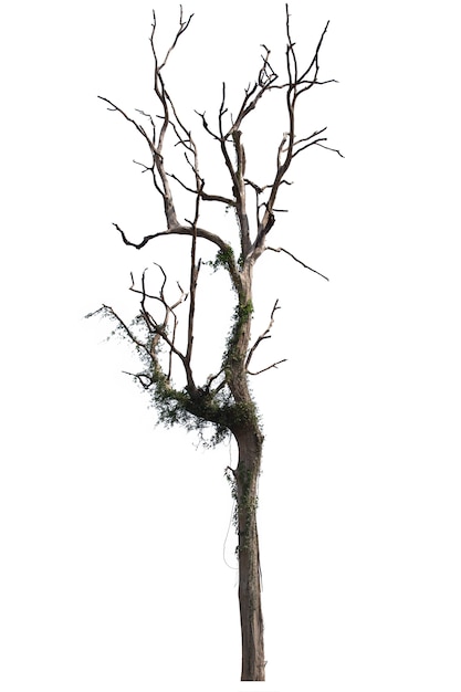 Arbre mort ou arbre séché isolé sur blanc