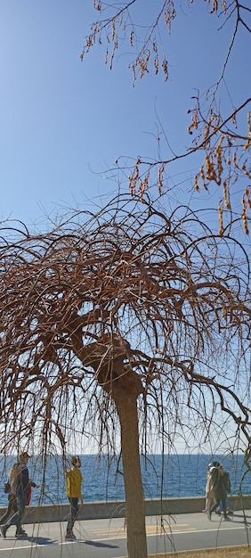 Arbre mort avec des branches avec un beau ciel bleu