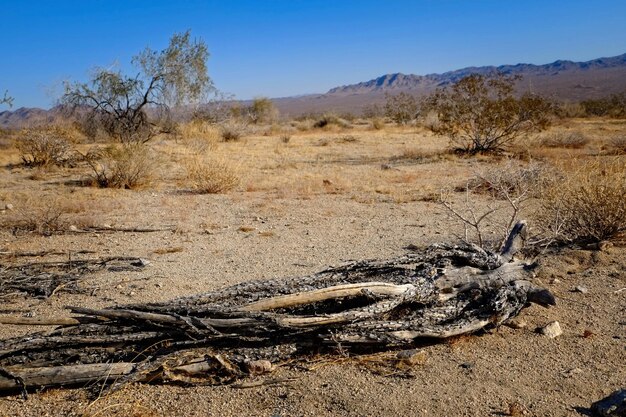 Arbre mort sur le champ contre le ciel