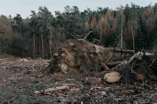 Photo arbre mort sur un champ dans la forêt