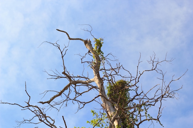 arbre mort contre le ciel bleu