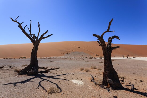 Arbre mort dans le désert contre un ciel bleu clair