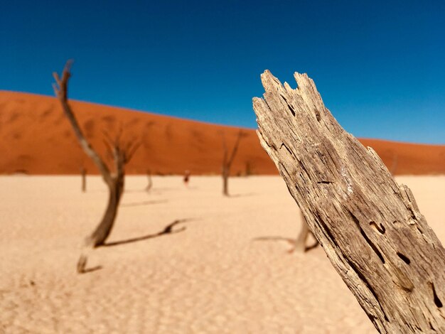 Arbre mort dans le désert contre un ciel bleu clair