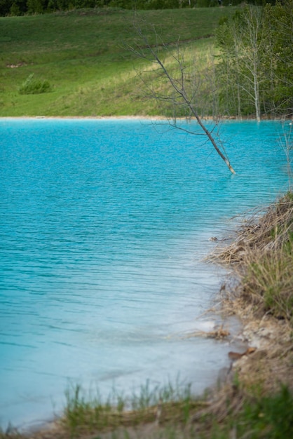 Arbre mort dans de l'eau empoisonnée Solution alcaline Décharge de cendres déversant des déchets dans l'eau Catastrophe écologique Plantes mortes par empoisonnement chimique