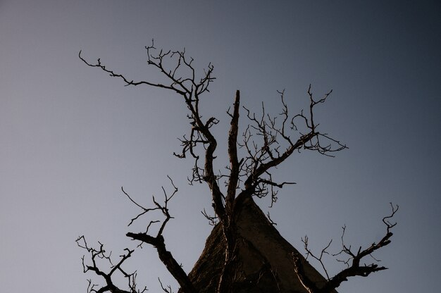 Arbre mort sur fond sombre, arbre sans feuille sur sombre