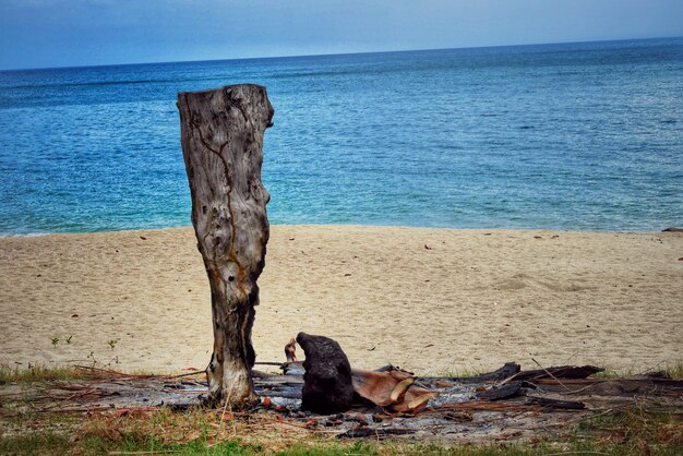 Arbre mort sur la plage