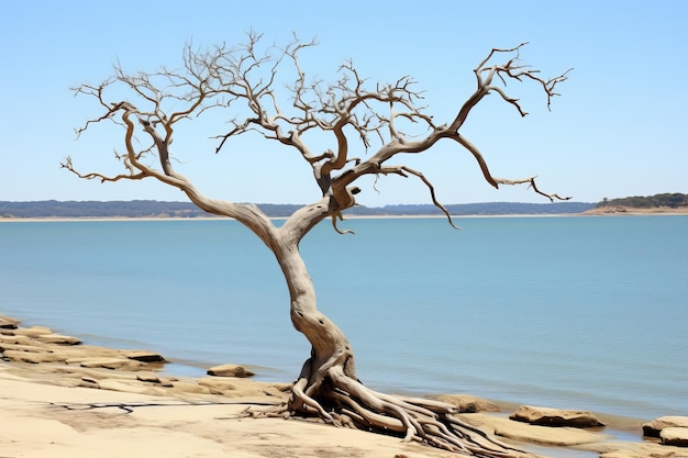 un arbre mort sur le rivage d'un plan d'eau