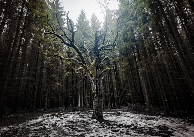 Arbre mort séché avec de la mousse