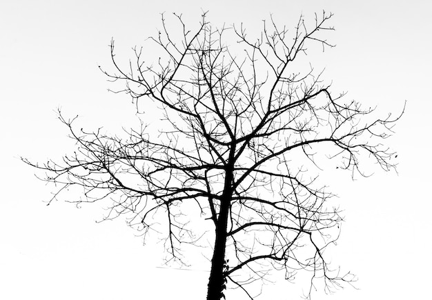 Arbre mort silhouette pour la fête d'halloween.