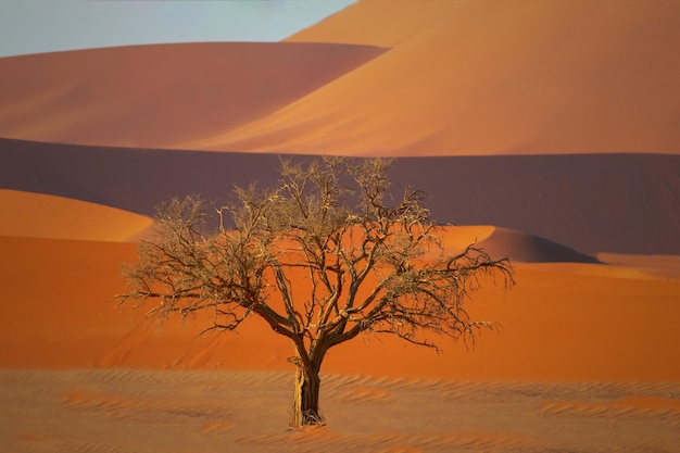 Arbre mort solitaire dans le désert du Namib