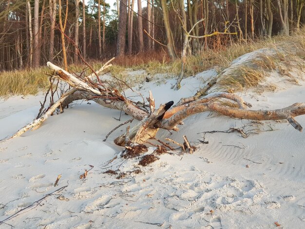 Photo arbre mort sur une terre couverte de neige