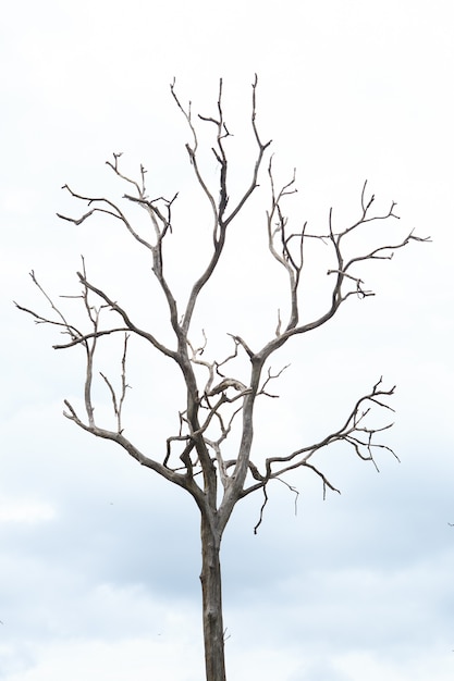 Photo arbre mort en thaïlande