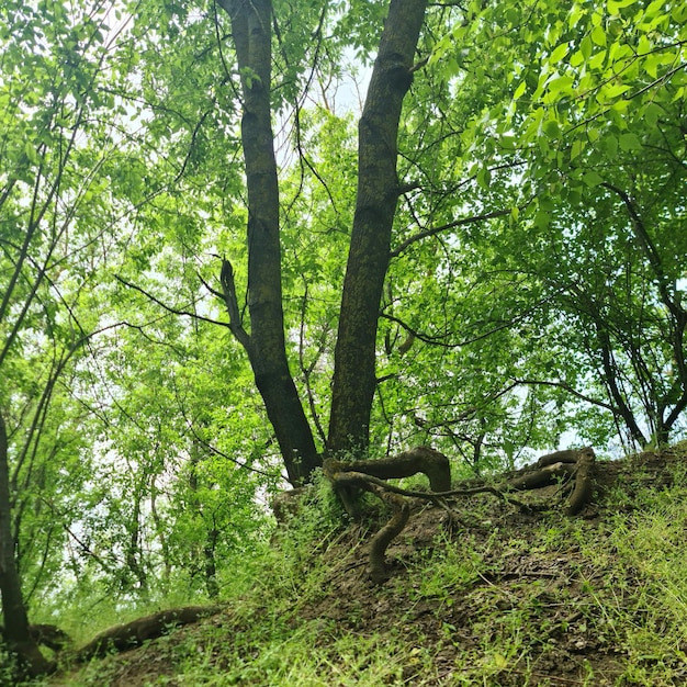 Un arbre avec le mot forêt dessus