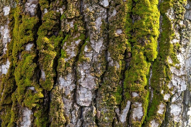 Un arbre avec de la mousse dessus et l'écorce est couverte de mousse.