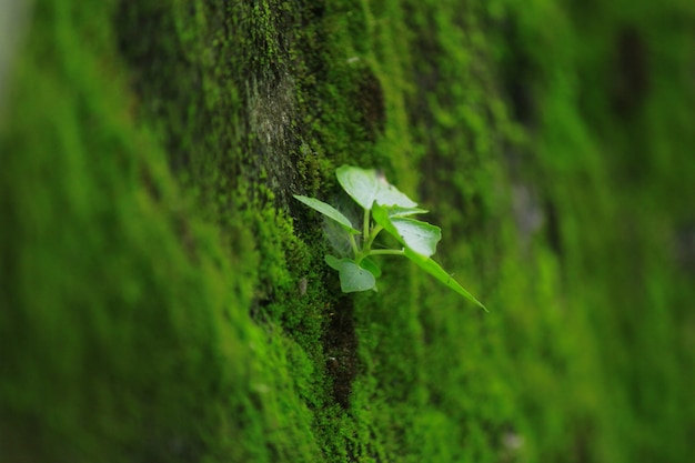 arbre sur le mur