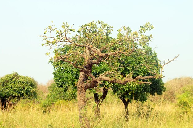 Arbre naturel dans la forêt marécageuse.