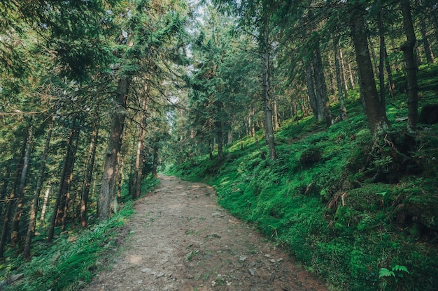 Arbre Naturel. Sentier Dans La Forêt Avec Des Arrière-plans Ensoleillés.