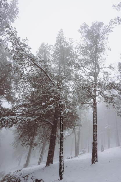 Arbre avec de la neige dans la montagne en hiver