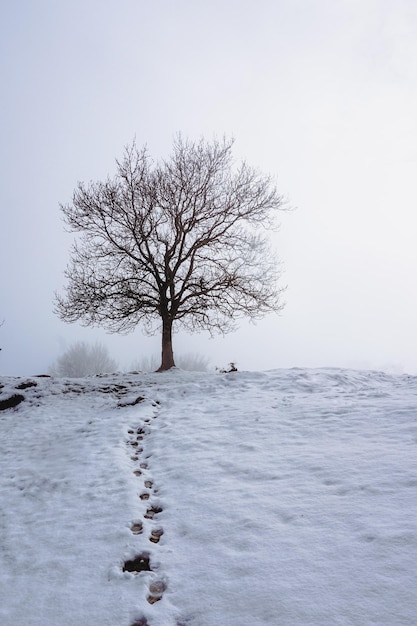 Arbre avec de la neige dans la montagne en hiver