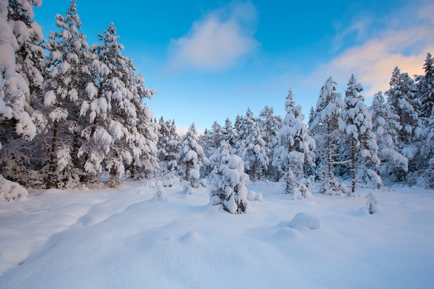 Arbre de neige magnifique paysage d'hiver