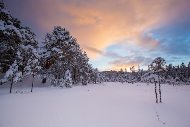 Arbre de neige magnifique paysage d'hiver