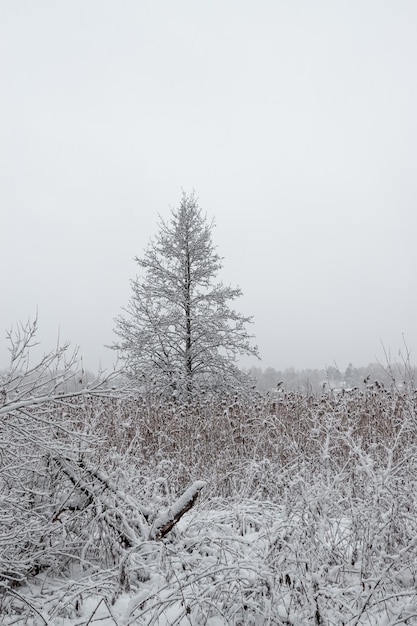 arbre de neige solitaire dans un champ d'hiver, paysage d'hiver