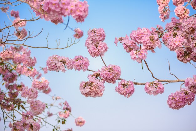 Photo arbre néotropical fleur rose et ciel bleu