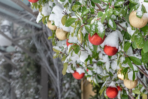 Arbre de Noël enneigé décoré de boules de Noël dorées et rouges