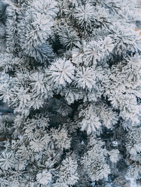 Arbre de Noël gelé en gelée