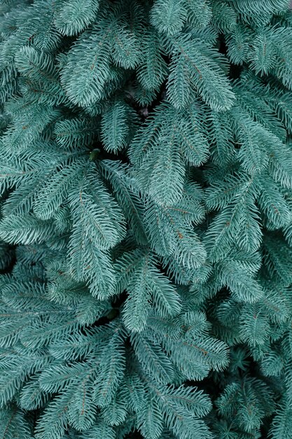 Arbre de Noël en gros plan sans jouets. Bon esprit du nouvel an. Branches d'un arbre de Noël vert se bouchent