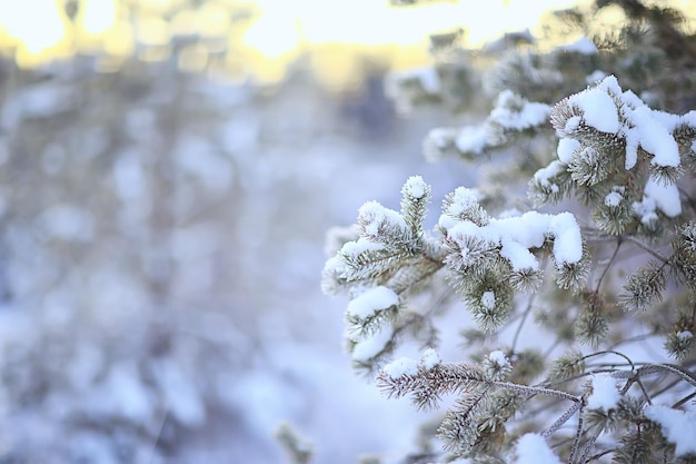 arbre de noël en hiver forêt paysage de noël