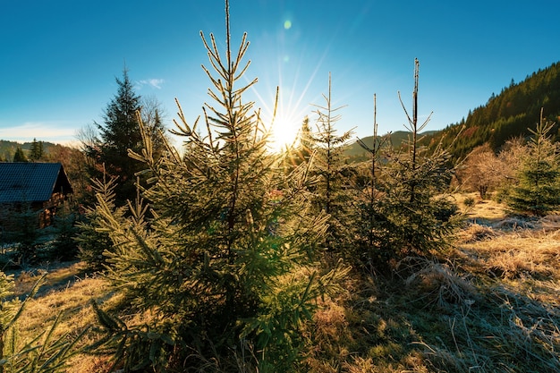 Arbre de Noël mignon drôle parsemé de neige blanche sur une prairie ensoleillée dans les montagnes des Carpates