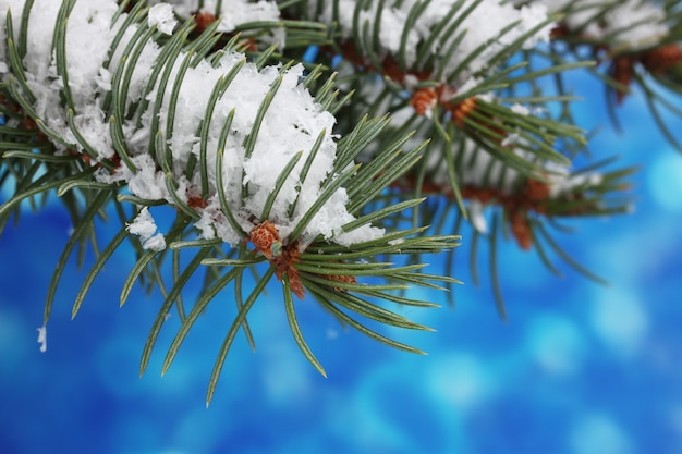 Arbre de Noël vert sur bleu