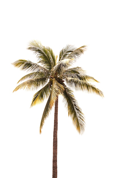 arbre à noix de coco