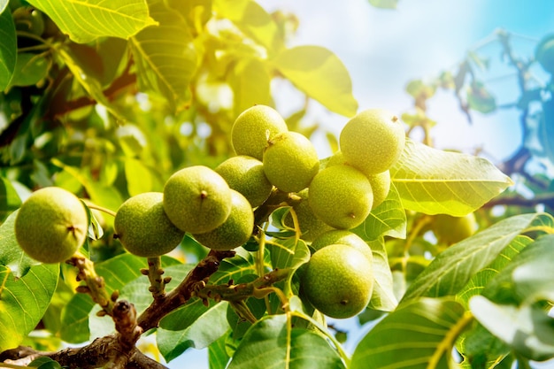 Arbre à noix avec des fruits Noyer avec des rayons de soleil de fruits