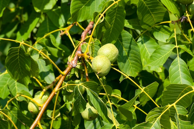 Un arbre avec des noix vertes dans la culture de noix, des noix vertes non mûres en été