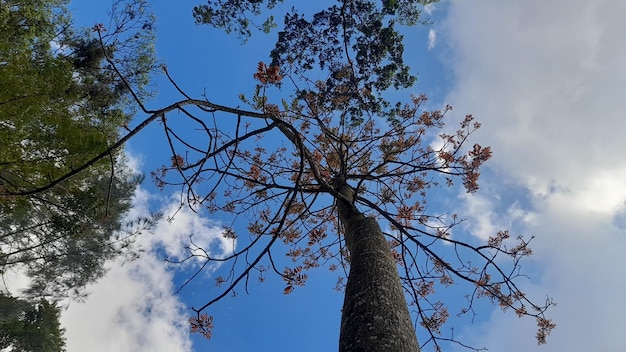 Photo un arbre avec le nom de l'arbre dessus