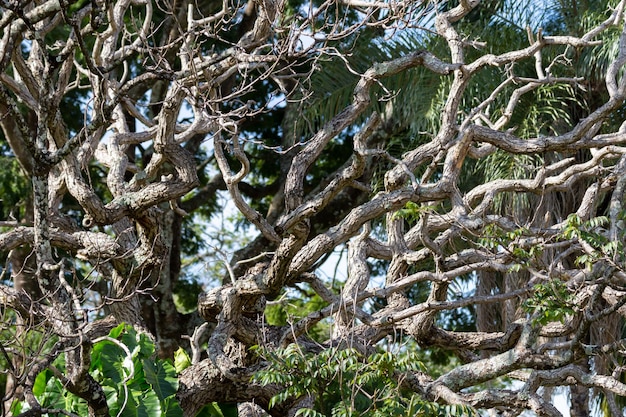 Un arbre avec de nombreuses branches et des branches qui portent le nom