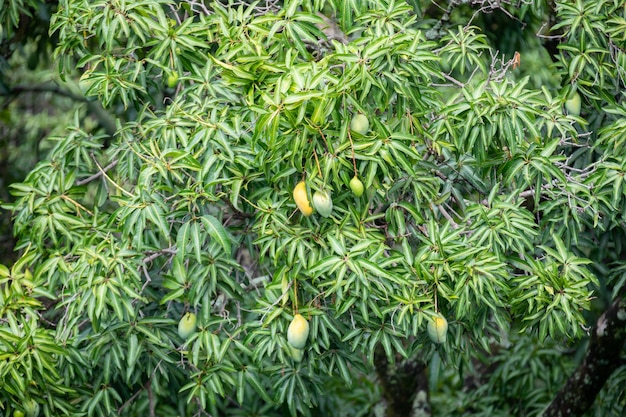 Photo arbre avec de nombreux fruits de mangue mûrs et immatures