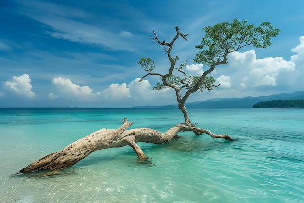 Un arbre nu sur le bord de la mer