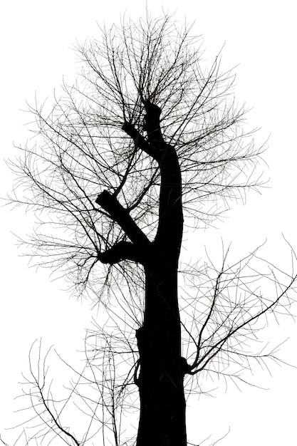 Arbre nu avec des branches coupées en hiver
