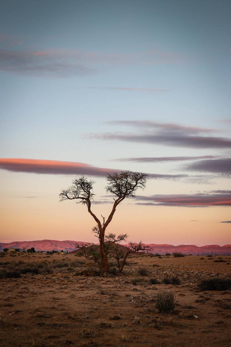 Photo arbre nu sur le champ contre le ciel au coucher du soleil