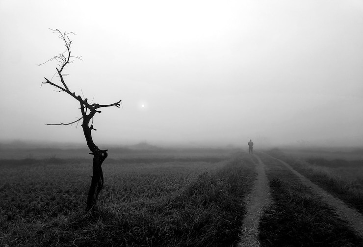 Photo arbre nu sur le champ contre un ciel clair